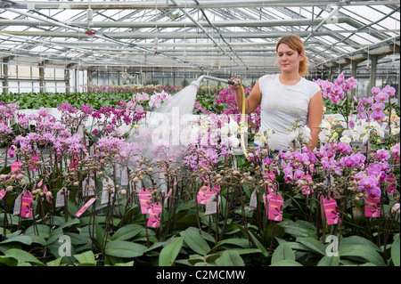 Eine Orchidee Kindergarten, Berlin, Deutschland Stockfoto