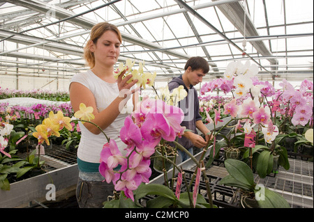 Eine Orchidee Kindergarten, Berlin, Deutschland Stockfoto