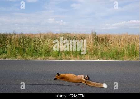 Ein toter Fuchs auf einer Landstraße Stockfoto