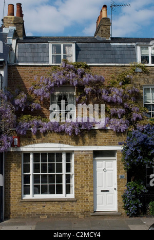 Glyzinien Kew Green, Kew, Greater London Stockfoto