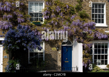 Glyzinien Kew Green, Kew, Greater London Stockfoto