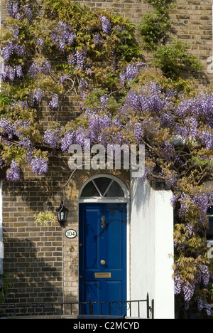 Glyzinien Kew Green, Kew, Greater London Stockfoto