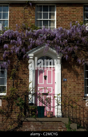 Glyzinien Kew Green, Kew, Greater London Stockfoto