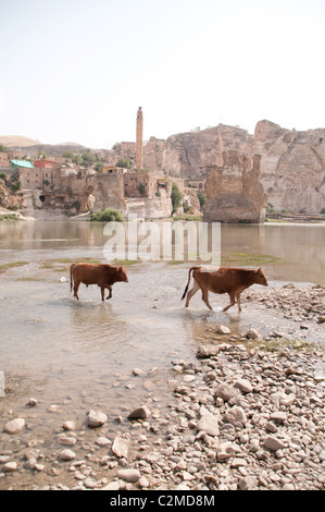 Kühe, die den Fluss Tigris im alten kurdischen Dorf Hasankeyf in der östlichen Anatolien-Region im Südosten der Türkei durchqueren. Stockfoto