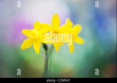 Narcissus Assoanus. Miniatur-Narzissen Blumen. Abstrakt Stockfoto