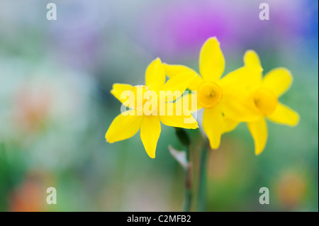 Narcissus Assoanus. Miniatur-Narzissen Blumen. Abstrakt Stockfoto