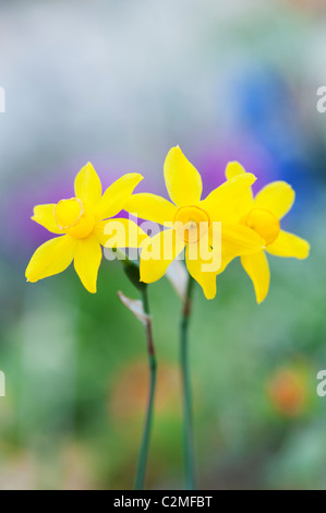 Narcissus Assoanus. Miniatur-Narzissen Blumen. Abstrakt Stockfoto