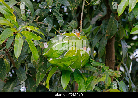 Das Nest von einer Kolonie von grünen Ameisen Oecophylla smaragdina Stockfoto