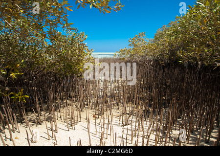 Weiße Mangrove Baum mit Stelzen Wurzeln in einer tropischen Lagune Stockfoto