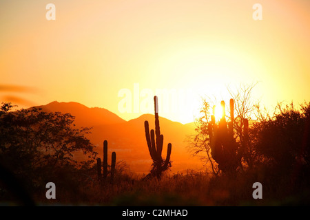 Kaktus In der Wüste bei Sonnenuntergang, Cabo San Lucas, Mexiko Stockfoto