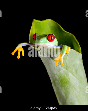 Ein Zoll rotäugigen Baumfrosch in einem frischen Bananenblatt Stockfoto