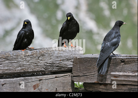 Alpine Alpenkrähe / Yellow-billed Alpenkrähe (Pyrrhocorax Graculus) und Juvenile gehockt Holzzaun, Dolomiten, Italien Stockfoto