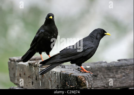 Alpine Alpenkrähen / Yellow-billed Nebelkrähen (Pyrrhocorax Graculus) thront auf Holzzaun, Dolomiten, Italien Stockfoto