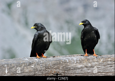 Alpine Alpenkrähen / Yellow-billed Nebelkrähen (Pyrrhocorax Graculus) thront auf Holzzaun, Dolomiten, Italien Stockfoto