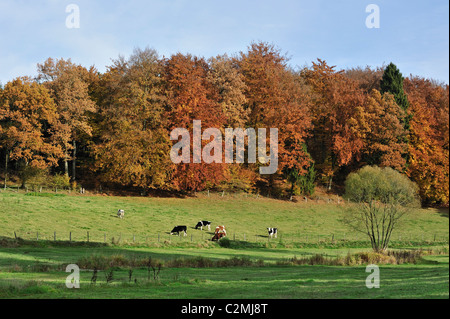 Ackerland mit Kühen in Feld und Wald in Herbstfarben in den Ardennen, Belgien Stockfoto