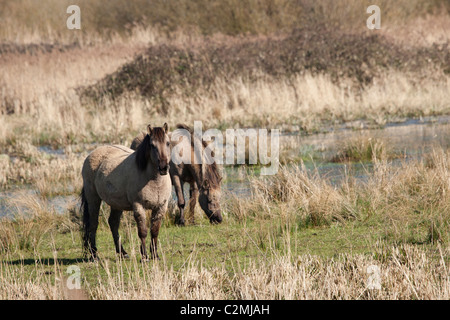 Konik Tarpan Pferde wild wilden freien Kent-England Stockfoto