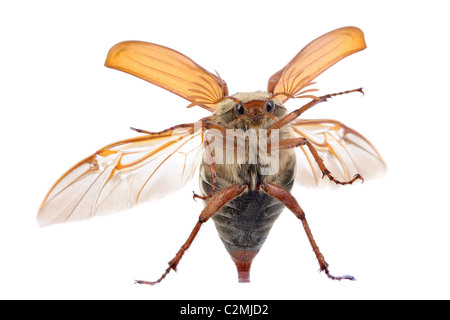 Maikäfer Käfer fliegen gegen eine Glasfenster Stockfoto