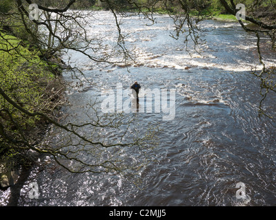 Fly Fisherman waten flussaufwärts am Fluss Ribble Mitton, Clitheroe, Lancshire, England, UK. Stockfoto