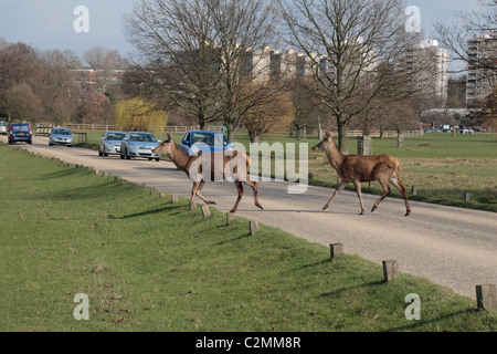 Zwei weibliche (Roe) Rotwild zu Fuß über die Straße, wie Autos in Richmond Park, Surrey UK warten. Stockfoto