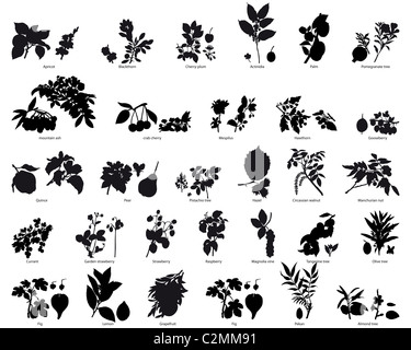 Große Sammlung von verschiedenen Pflanzen silhouette Stockfoto
