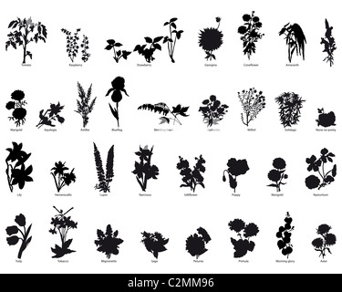 Große Sammlung von verschiedenen Pflanzen silhouette Stockfoto