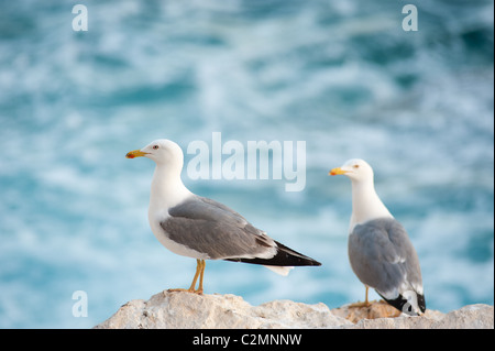 Möwen auf den Felsen in Ufernähe Stockfoto