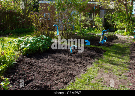 säen in städtischen Gemüsebeet im englischen Hausgarten Stockfoto