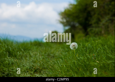 Ein einsamer Löwenzahn in einer Sommerwiese Stockfoto