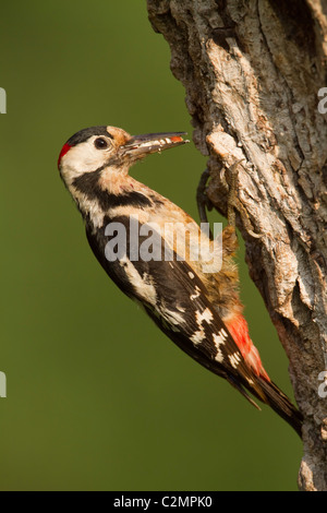 Syrische Specht Dendrocopus Syriacus männlich Stockfoto