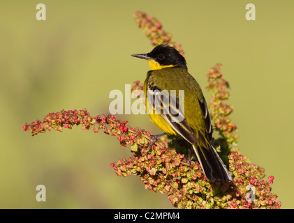 Schwarze Spitze Bachstelze Motacilla Flava Feldegg auf Dock Blume Stockfoto