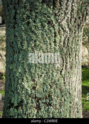 Flechten wachsen auf Baumrinde hautnah Stockfoto