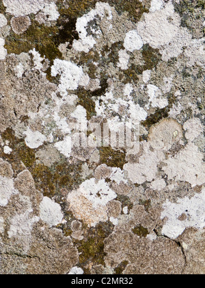 Zusammenfassung der natürlichen grauen Flechten und Moose auf Granitfelsen - abstrakte Steinstruktur hautnah Stockfoto