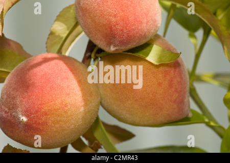 Drei unreife Pfirsiche auf einem Peach Tree Stockfoto