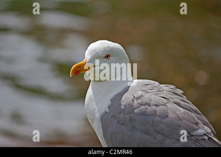Eine Möwe Stockfoto