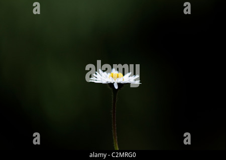 Bellis perennis. Daisy Flower beleuchtet gegen einen dunkelgrünen Hintergrund Stockfoto