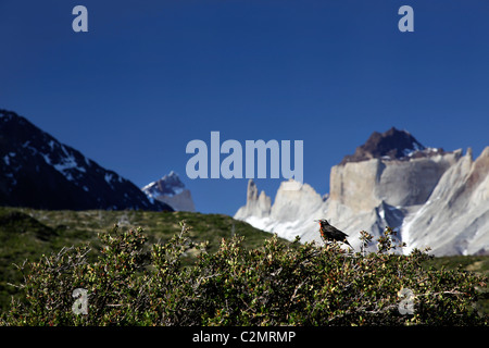 Ansichten der Torres del Paine, Patagonien, Chile, Südamerika. Stockfoto