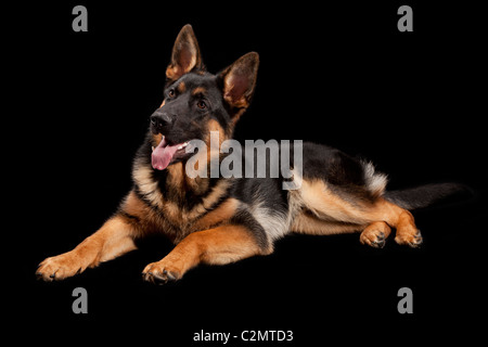 Junge männliche deutsche Schäferhund bei 7 Monate alten Stockfoto