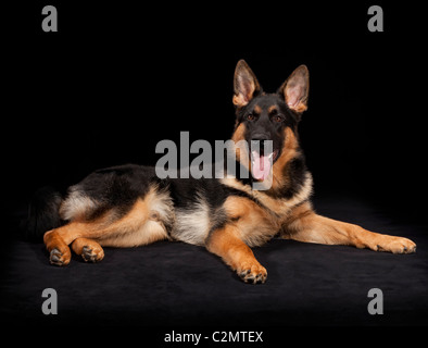 Junge männliche deutsche Schäferhund bei 7 Monate alten Stockfoto