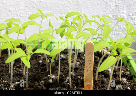 Tomaten Pflanzen Gärtner begeistern Sämlinge im Tray mit Label. Surrey England UK. Stockfoto