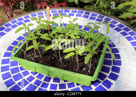 Tomaten Pflanzen Gärtner begeistern Sämlinge im Tray mit Label. Surrey England UK. Stockfoto