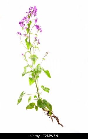 LUNARIA Rediviva Ehrlichkeit Pflanze isoliert auf weißem Hintergrund Stockfoto