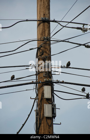 Vögel sitzen auf Freileitungen mit chaotisch bündeln von elektrischen Kabeln an ein Strommast hängen. Long Island, New york Stockfoto