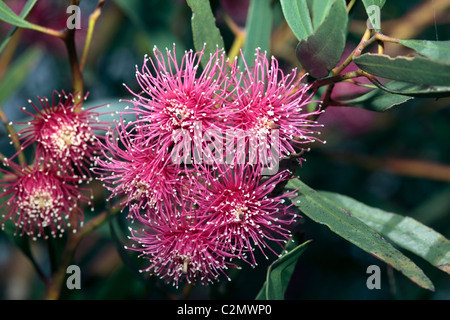 Rot blühende Mallee - Eukalyptus Erythronema - Familie Myrtaceae Stockfoto