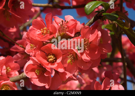 Chaenomeles Japonica, blühende Quitte Stockfoto