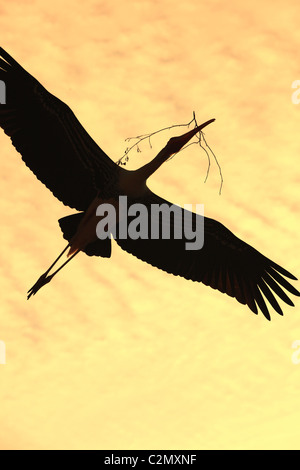 Bemalte Storch Andhra Pradesh in Indien Stockfoto