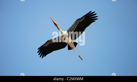 Bemalte Storch Andhra Pradesh in Indien Stockfoto