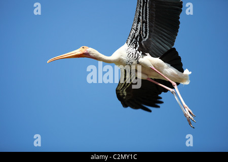 Bemalte Storch Andhra Pradesh in Indien Stockfoto