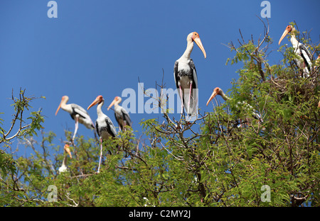 Bemalte Storch Andhra Pradesh in Indien Stockfoto