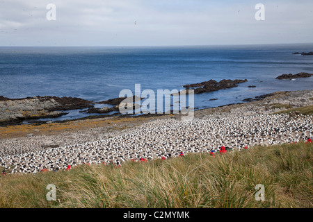 Die massive Brutkolonie von Black-browed Albatrosse auf Steeple Jason Island, West Falkland-Inseln Stockfoto