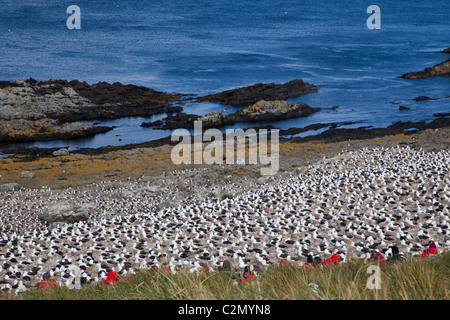 Die massive Brutkolonie von Black-browed Albatrosse auf Steeple Jason Island, West Falkland-Inseln Stockfoto